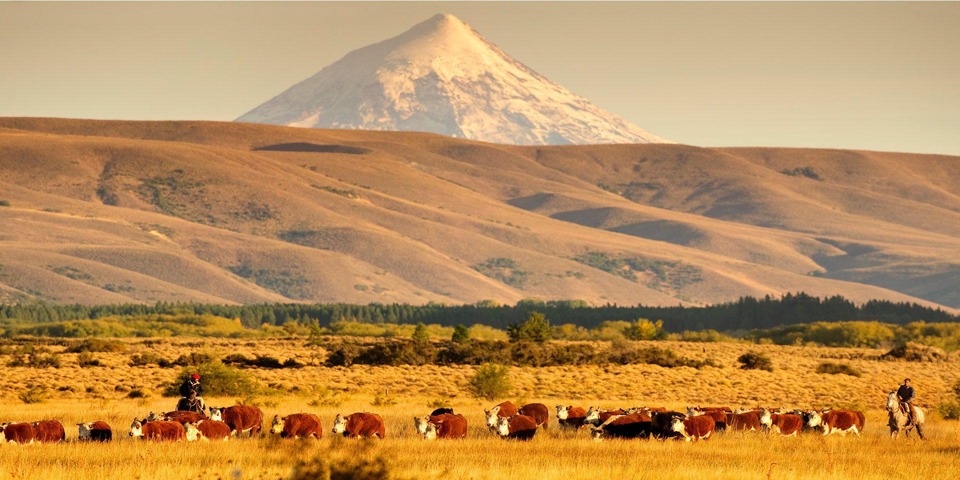 A scenic view of a herd of cattle being herded across a golden field with rolling hills and a snow-capped conical mountain in the background, typical of the landscapes along Patagonia's Route 40.