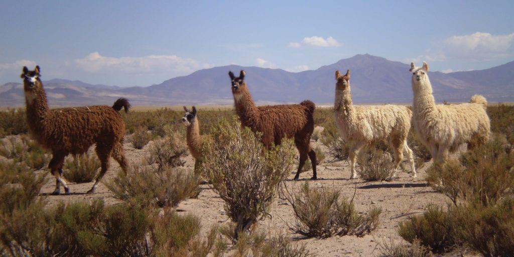 Llamas in Humahuaca Jujuy Salta NOA Northwest Argentina