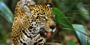 A jaguar stalking prey through lush vegetation in the rainforest.