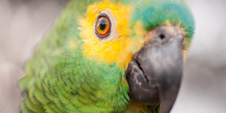 Brazil Araras Pantanal EcoLodge - wildlife Blue Fronted Parrot Contours Travel