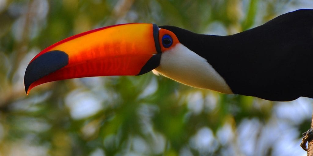 Brazil Araras Pantanal EcoLodge - wildlife Toucan Contours Travel