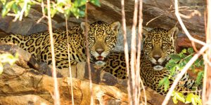 Brazil Pantanal Jaguar House Boat Jaguars in the wild Contours Travel