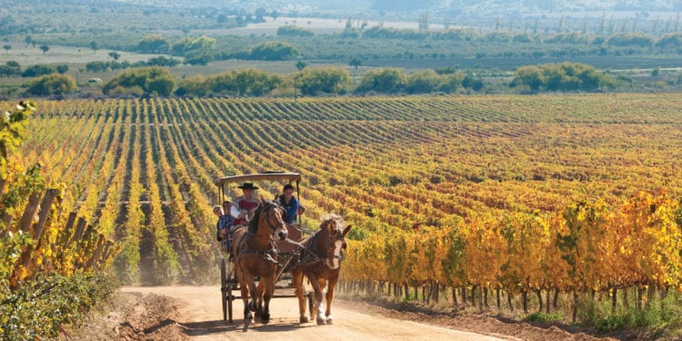 Colchagua valley Martin Edwards Chile Contours Travel