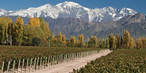 A vineyard in Chile, surrounded by mountains and autumn foliage.