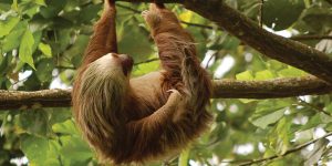 Costa Rica Trails sloth