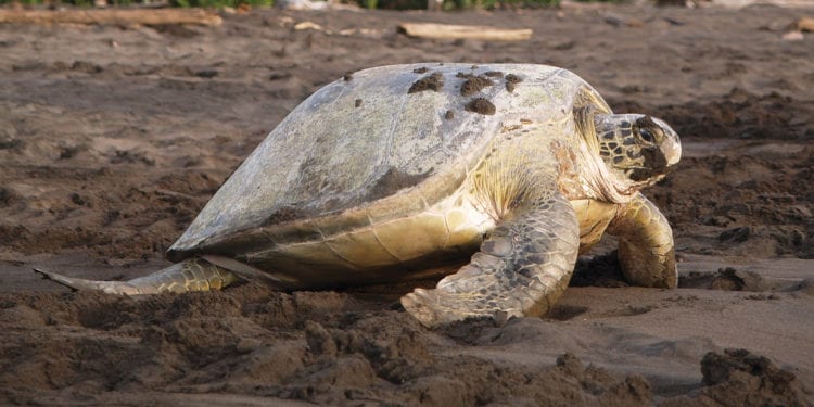 Green sea turtle with a light shell and dark spots, crawling on a sandy beach, Tortuguero, Costa Rica.
