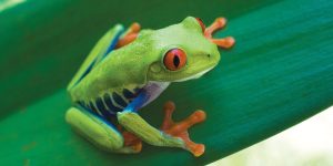 Red-eyed tree frog, with green body, orange feet, blue and yellow stripes on its sides, and large red eyes, perched on a green leaf, Costa Rica.