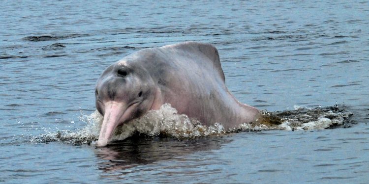 A close-up photo of a pink river dolphin with its mouth open, showing its teeth.