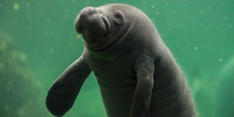 A close-up photo of a baby manatee swimming underwater in a green aquarium.