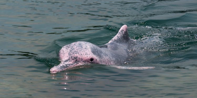 A young pink dolphin swimming in clear water, with a playful expression on its face.