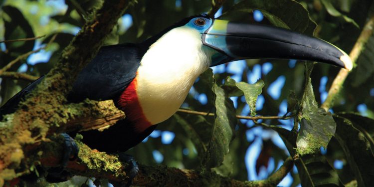 Ecuador Amazon Advantage Travel wildlife toucan