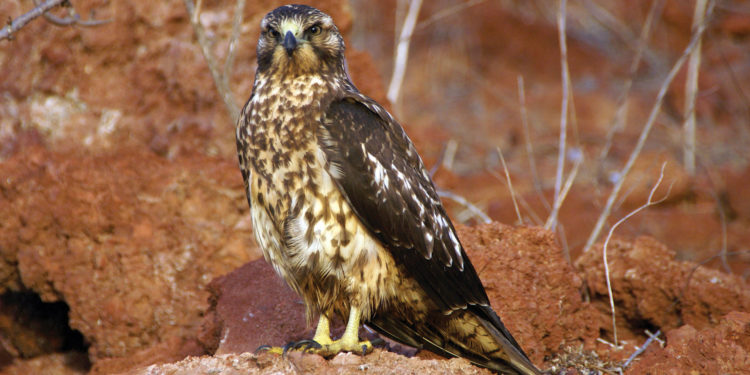 Wildlife Hawk Galapagos Ecuador putneymark flickr 1288242718_637106f7b7_o