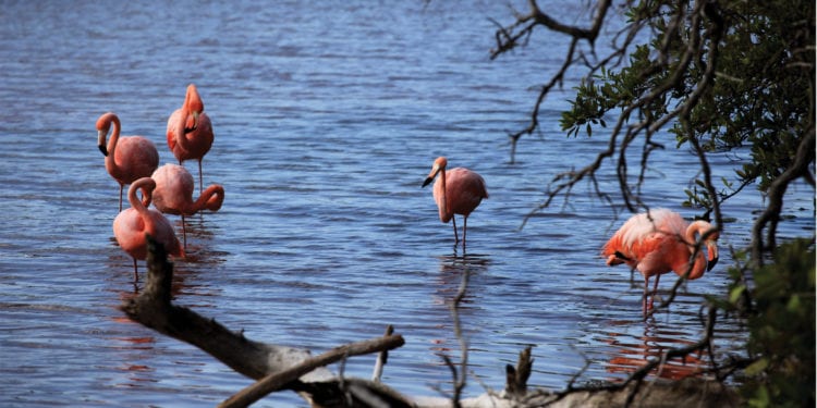 Wildlife flamingo Klein Galapagos Ecuador Contours Travel
