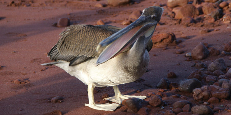 Ecuador Galapagos Pelican Rabida putneymark flickr 1287417195_ad6d620825_o