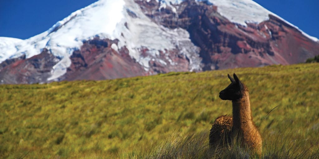 Ecuador Andes Llama Camino de las Haciendas