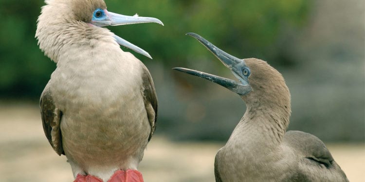 Ecuador_Galapagos_David-Noyes_red-footed-boobies Contours Travel
