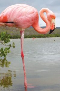 Ecuador_Galapagos_Pink-FlamingoEcuador_Galapagos_Pink-Flamingo