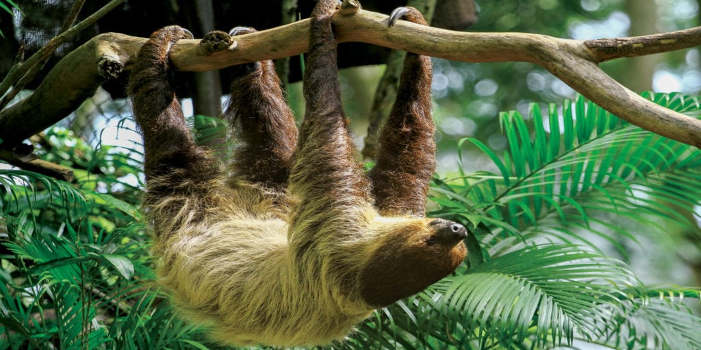 Sloth Natural Wonders of Guyana