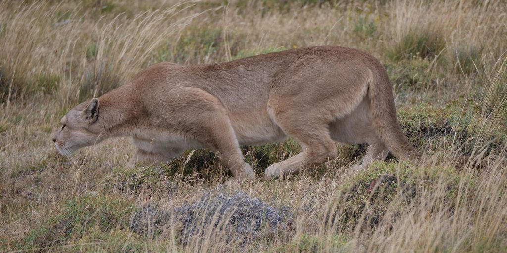 A puma stalking prey through tall grass during a puma tracking excursion in Torres del Paine National Park.