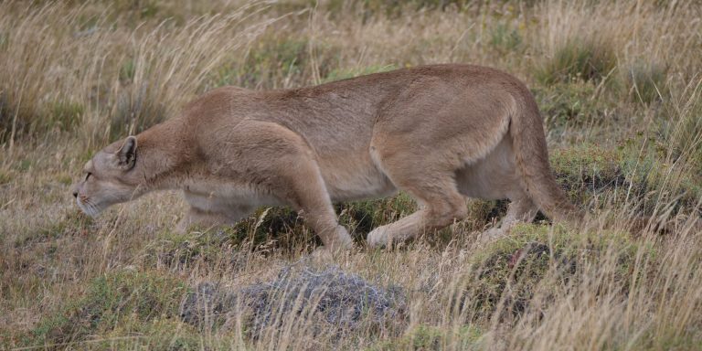 A puma stalking prey through tall grass during a puma tracking excursion in Torres del Paine National Park.