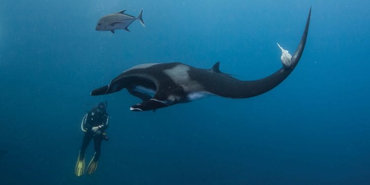 Marine Wildlife at Baja California