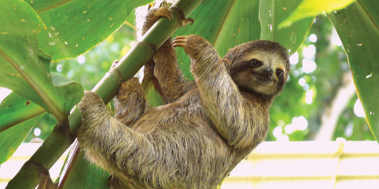 A three-toed sloth hanging from a tree branch in Costa Rica, surrounded by green tropical foliage.
