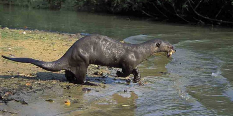 Wildlife Giant-Otter