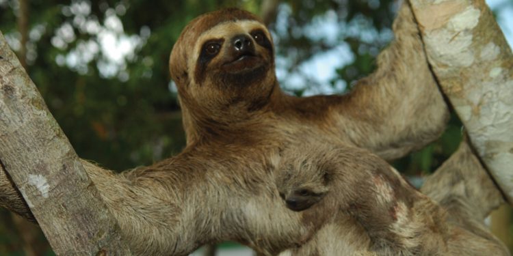 A close-up photo of a three-toed sloth mother cradling her baby, both looking directly at the camera.