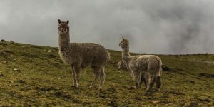 Alpacas grazing in a field in the Andes Mountains.