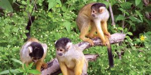 Monkeys Amazon wildlife Iquitos Peru Delfin Cruise Contours Travel