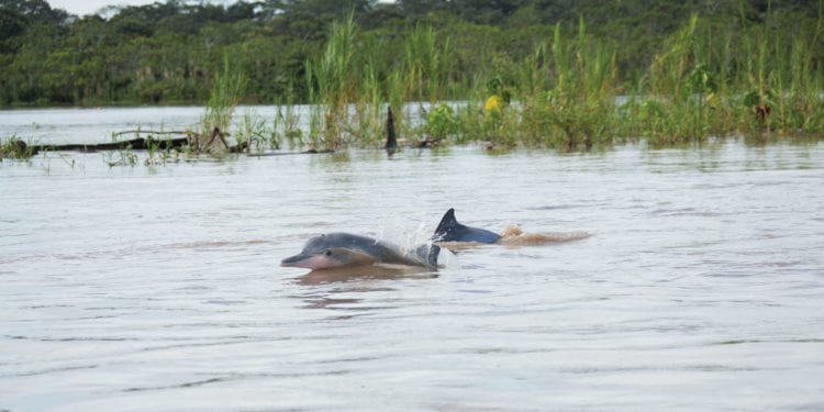 Amazon Pink River dolphins Contours Travel