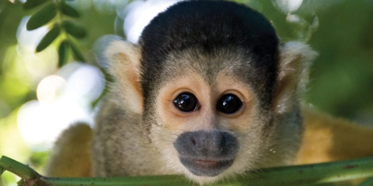 A close-up picture of a monkey's face, highlighting its expressive eyes and curious expression.