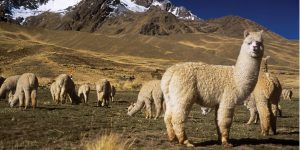 Peru Colca Canyon Alpacas Contours Travel