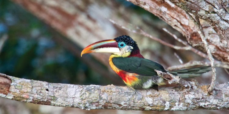 Toucan Peru Amazon Refugio Amazonas - Contours Travel