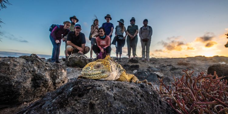 Wildlife Land Iguana South Plazas Galapagos Ecuador courtesy of Metropolitan Touring Contours Travel