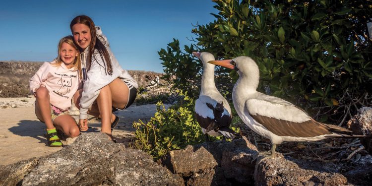 Wildlife Nazca boobies Bahia Darwin Genovesa Galapagos Ecuador courtesy of Metropolitan Touring Contours Travel