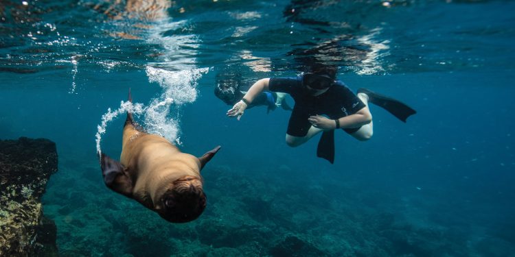 Wildlife activity sealion snorkel Champion Floreana Galapagos Ecuador courtesy of Metropolitan Touring Contours Travel