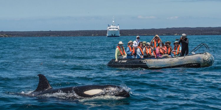 Wildlife whale Orca Punta Espinoza Fernandina Galapagos Ecuador courtesy of Metropolitan Touring Contours Travel