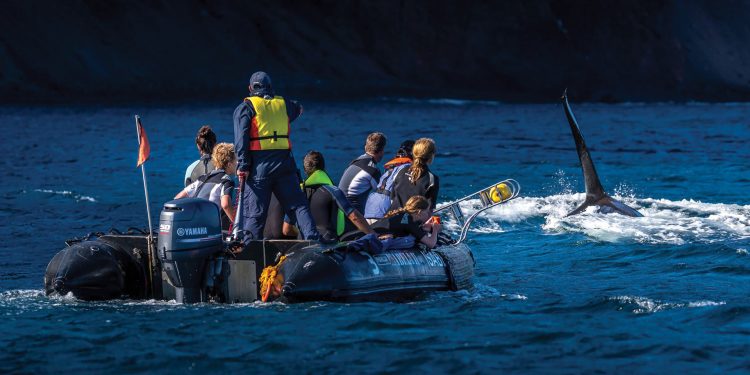 Wildlife whale Punta Vicente Roca Isabela Galapagos Ecuador courtesy of Metropolitan Touring Contours Travel