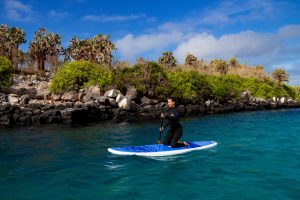 Royal Galapagos cormorant-II-exp-paddle
