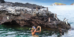 A snorkeler swimming with a group of Galapagos penguins on a rocky shore.