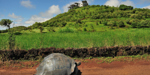 A Galapagos tortoise crossing a path with the hotel in the background