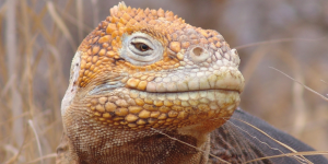 A close-up of a Galapagos land iguana, showing its unique features