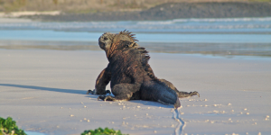A marine iguana sunning itself on a beach in the Galapagos Islands