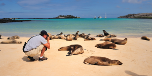A traveler standing near a group of sea lions resting on a beach in the Galapagos Islands.