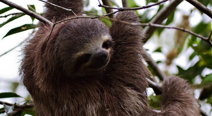 Amazon Iquitos Delfin Cruise Sloth on the tree Contours Travel