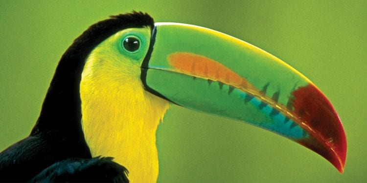South America tailor-made tour Amazon Toucan Contours Travel