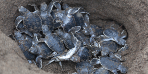 A large group of newly hatched sea turtle hatchlings crawling on a sandy beach in Tortuguero, Costa Rica.