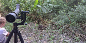 A young boy observing a Coati in the wild using a telescope in a forested area, with lush green vegetation surrounding them in Manuel Antonio, Costa Rica.