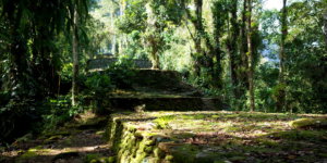 Hiking trail through the rainforest leading to Ciudad Perdida.
